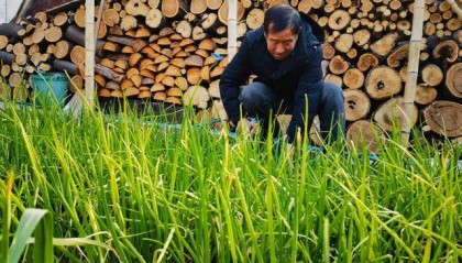 平顶山新华区：庭院“小美”汇聚乡村“大美”