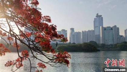 南宁凤凰花绚丽绽放