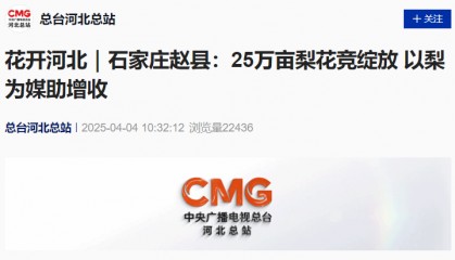 火了！石家庄两地梨花登上央视