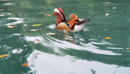 贵州荔波小七孔风景区的鸳鸯湖