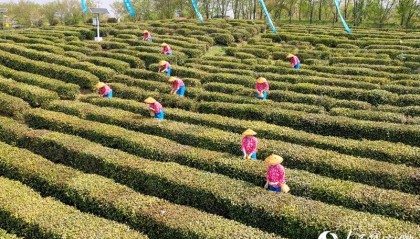 六安瓜片，开采 ！