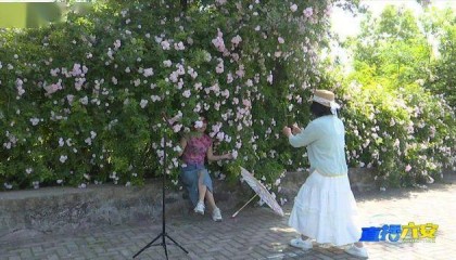 六安赤壁路大桥畔蔷薇盛放