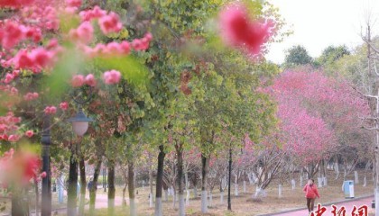 广西贺州：桃花盛开引客来