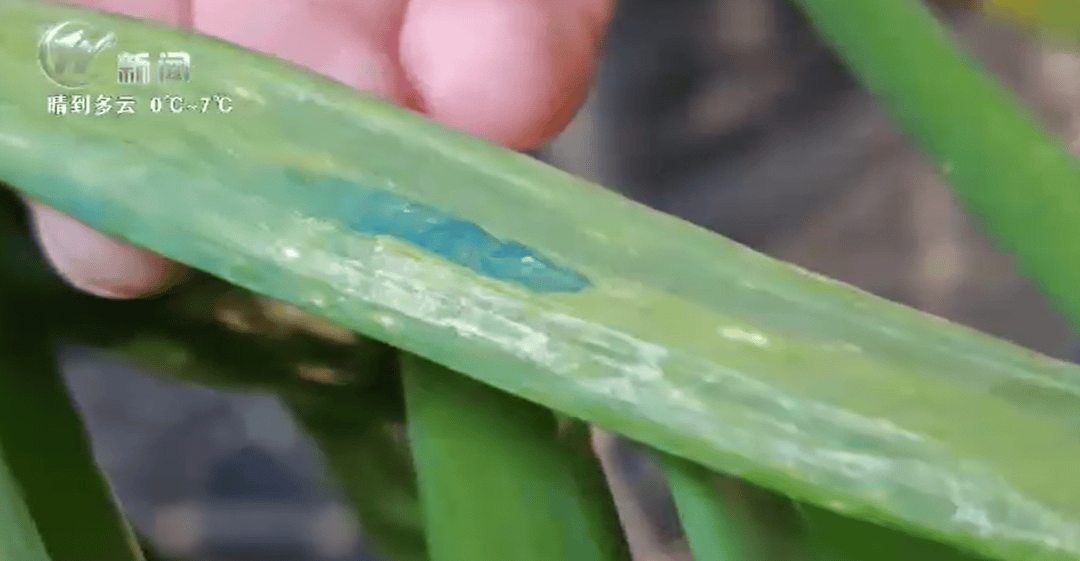新闻多一度丨常州现“蓝斑块”蔬菜引关注 蓝色物质对人体有害吗？