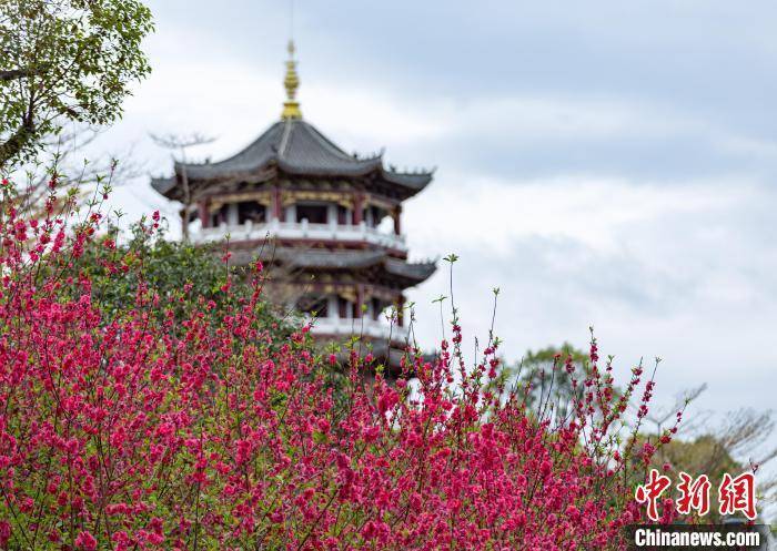 广西贺州：湿地公园桃花开