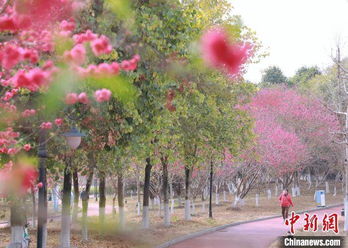 广西贺州：桃花盛开引客来