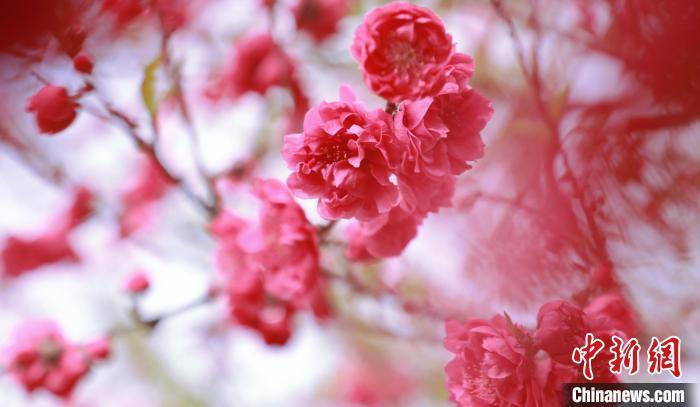 广西贺州：桃花盛开引客来