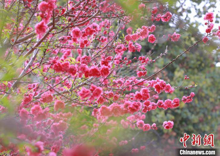 广西贺州：桃花盛开引客来
