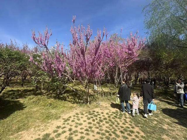 在石家庄赏花，还有这些宝藏地！趁着清明假期，快出发→