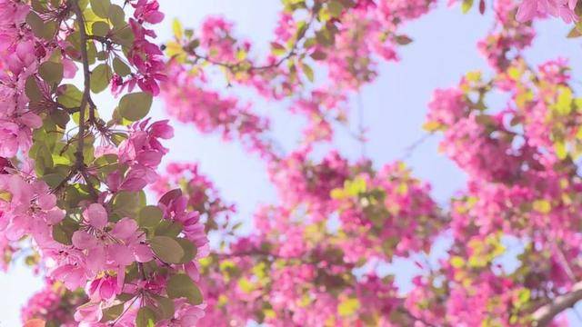 在石家庄赏花，还有这些宝藏地！趁着清明假期，快出发→