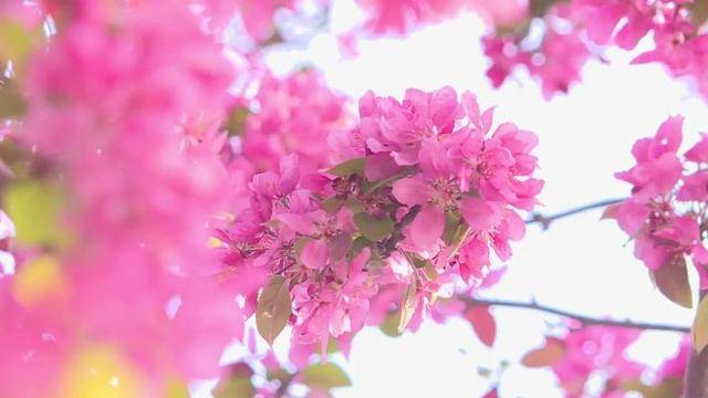 在石家庄赏花，还有这些宝藏地！趁着清明假期，快出发→