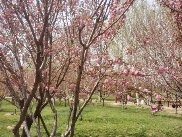在石家庄赏花，还有这些宝藏地！趁着清明假期，快出发→