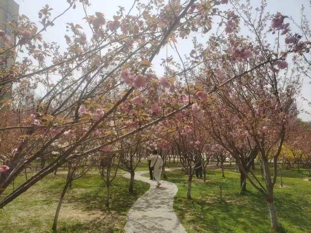 在石家庄赏花，还有这些宝藏地！趁着清明假期，快出发→