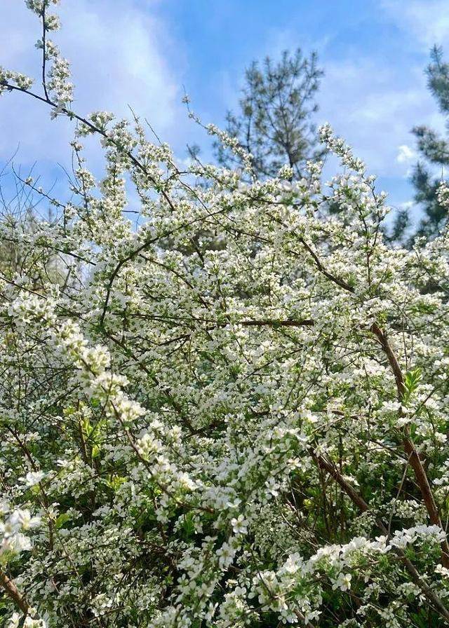 在石家庄赏花，还有这些宝藏地！趁着清明假期，快出发→
