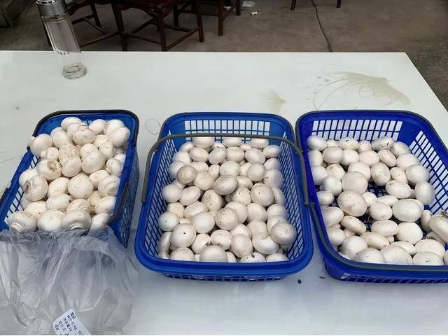川内最大！这个基地落户遂宁