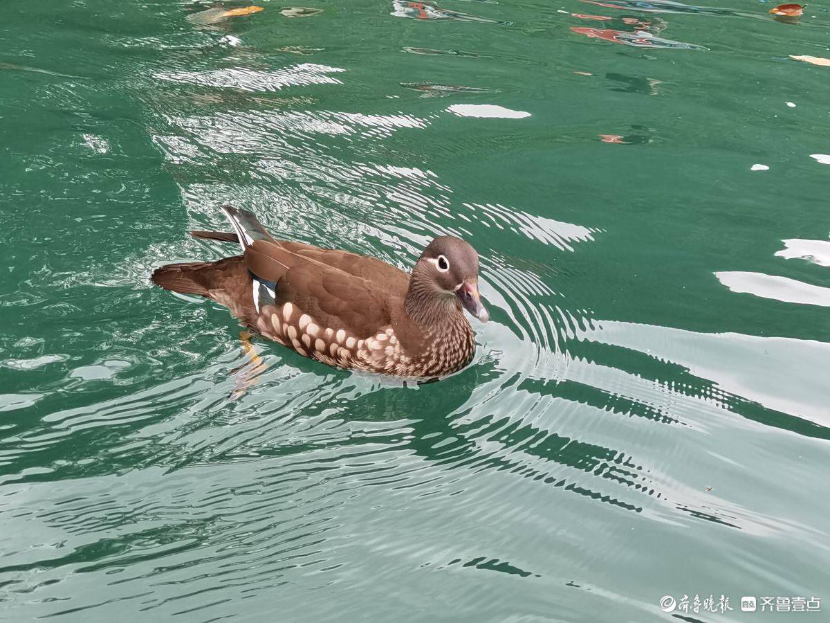 贵州荔波小七孔风景区的鸳鸯湖