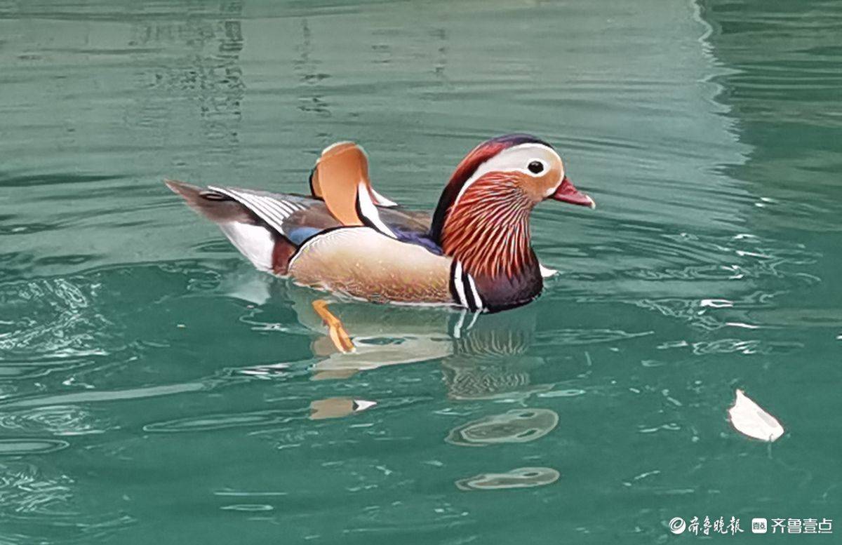 贵州荔波小七孔风景区的鸳鸯湖