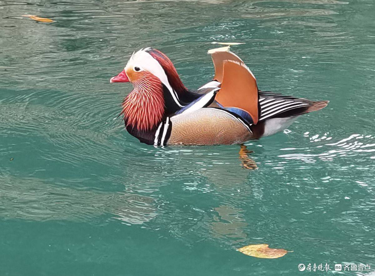 贵州荔波小七孔风景区的鸳鸯湖