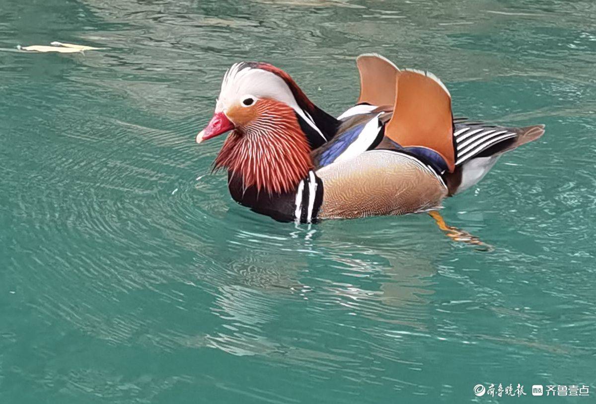 贵州荔波小七孔风景区的鸳鸯湖