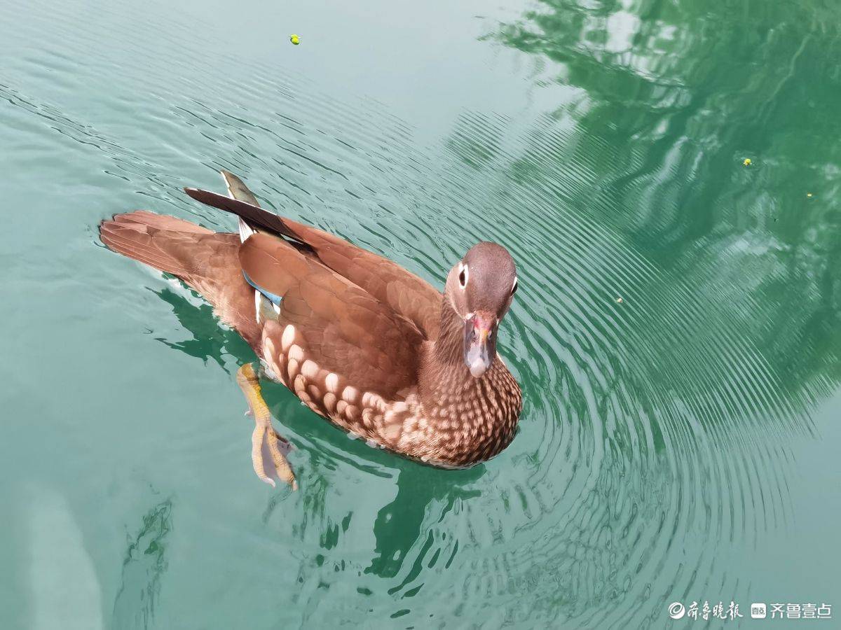 贵州荔波小七孔风景区的鸳鸯湖