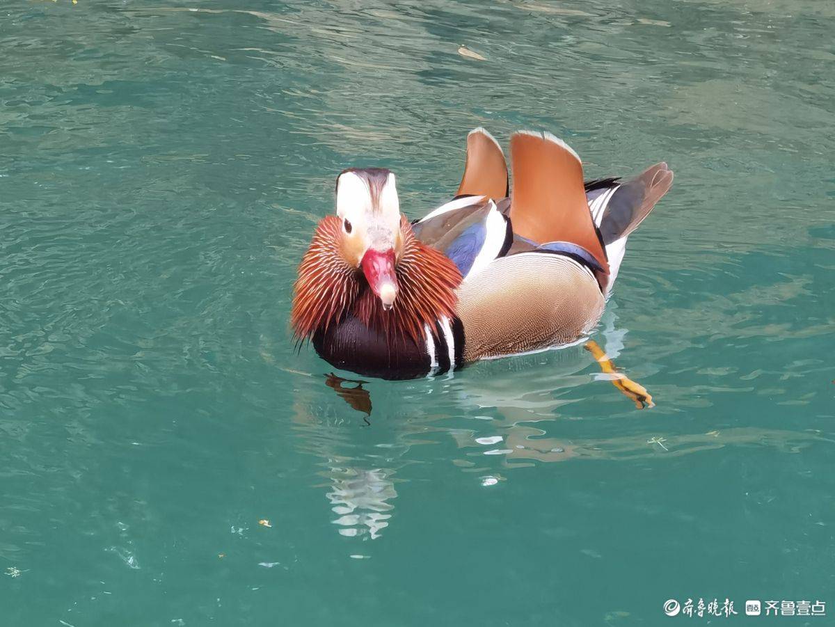 贵州荔波小七孔风景区的鸳鸯湖