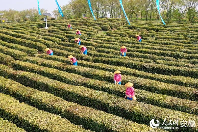 六安瓜片，开采 ！