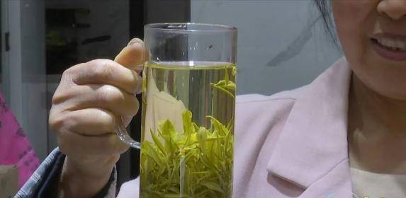 六安春茶“抢鲜”上市！