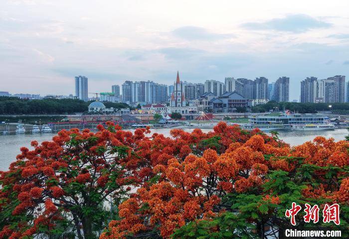 南宁凤凰花绚丽绽放
