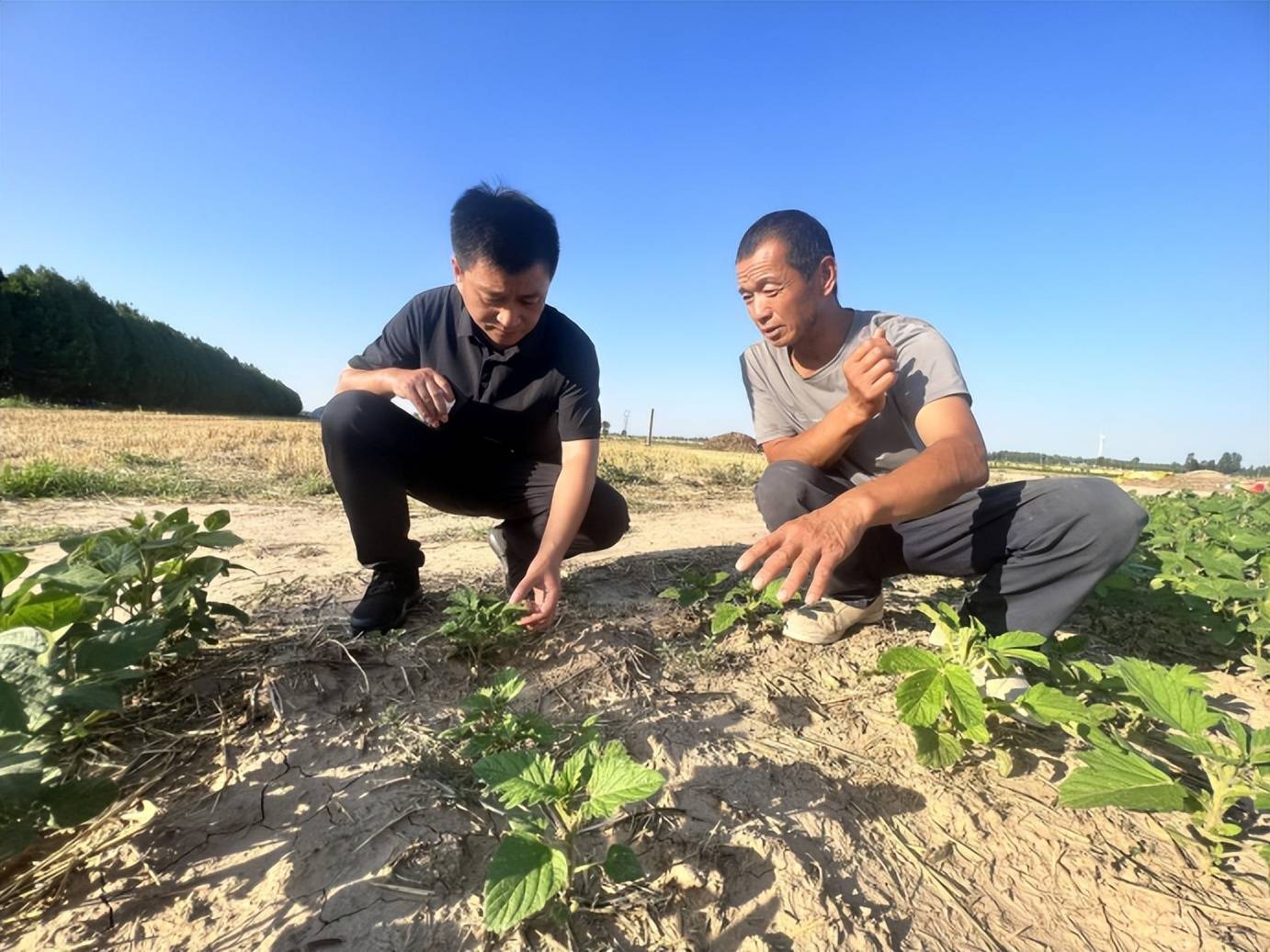 夏至：衡水生态之约