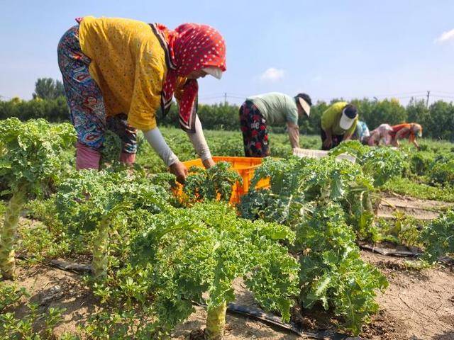 人民日报大众日报共同关注：当“羽衣甘蓝风”吹到田间地头
